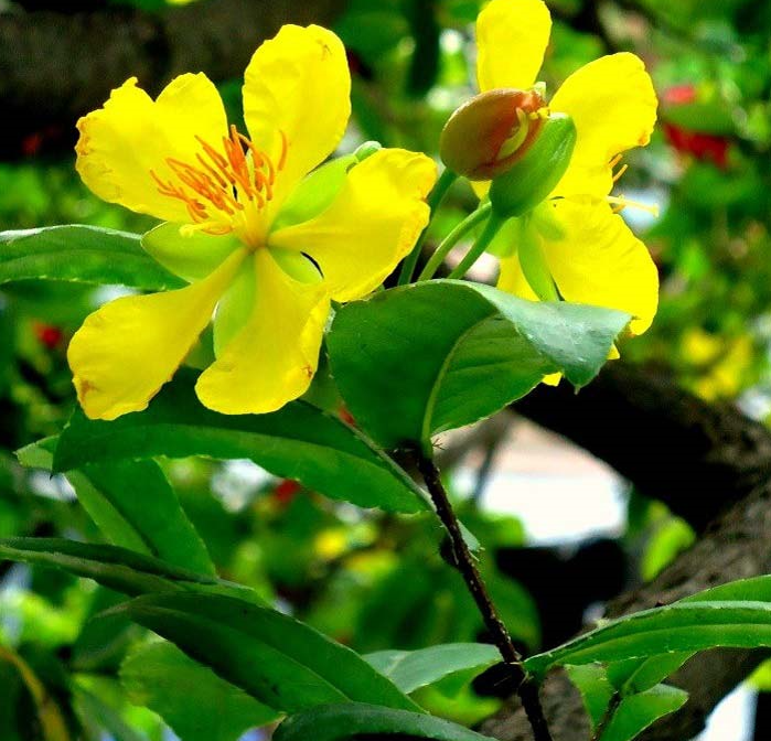 Hoa mai tết giá rẻ Bình Dương